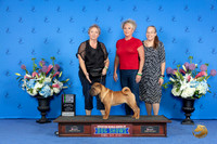Chinese Shar Pei #12 SUN BISP Judge Prudence Hlatky