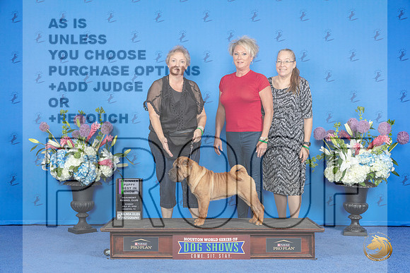 Chinese Shar Pei #12 SUN BISP Judge Prudence Hlatky__JP_0497_Houston_2024_HR3