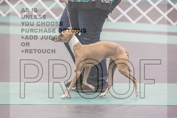 Italian Greyhound Sat Ring_JJL_0753_UKCLNGVIEWOCT2024_2024_HR3