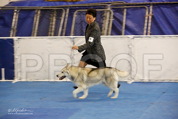_M3_9249-AddisonHuskyMar2015-HR3