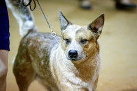 Australian Cattle Dog Am Breed  Dog Fri   Am Breed  Ring