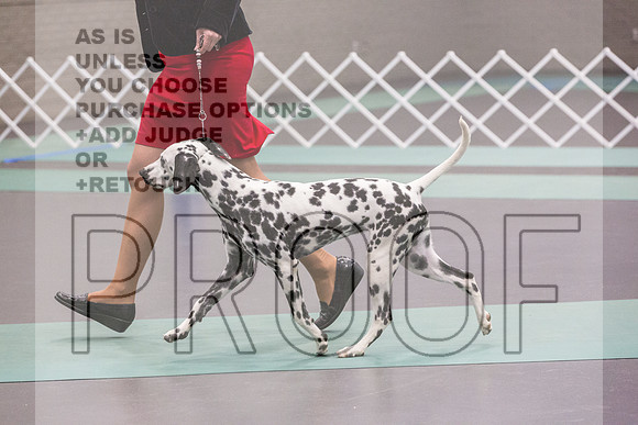 Dalmatian Rings Fri Ring 1_JJL_7060_UKCLNGVIEWOCT2024_2024_HR3