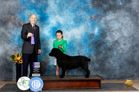 Labrador Retriever #14 Sun WB Judge Larry Abbott
