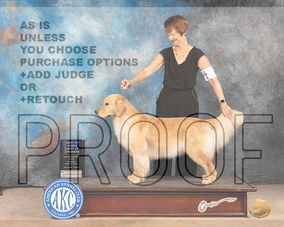 Golden Retriever #26 Sun BOB Judge Gloria Kerr-MMJ_4453-Abilene2022-HR3