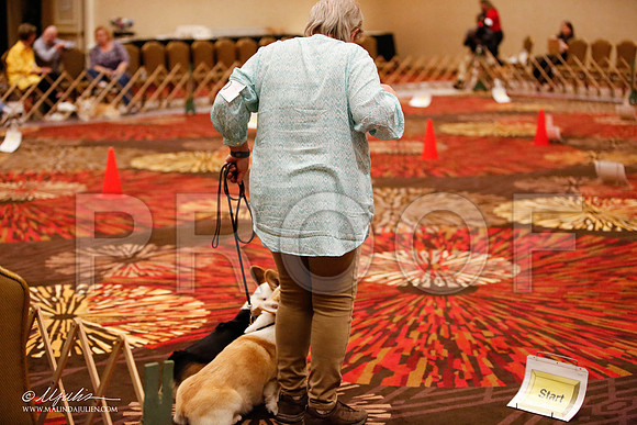 _JJ_7752-HstnCorgiFeb2015-HR3