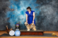 Tibetan Terrier #6 Sat WBOBO Judge Denise Dean