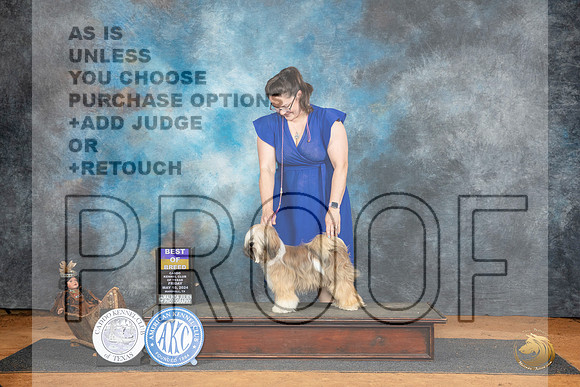 Tibetan Terrier #6 Sat WBOBO Judge Denise Dean__JP_7716_MARSHALL_2024_HR3