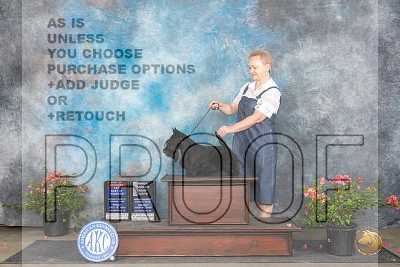 Scottish Terrier # Fri BOS Judge Karen McFarlane Sun OHG3 Judge Karen McFarlane__JP_6238_San Antonio_2024_HR3