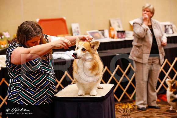 _JJ_8993-HstnCorgiFeb2015-HR3