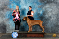 Rhodesian Ridgeback #7 Mon OHG1 Judge Nancy Simmons