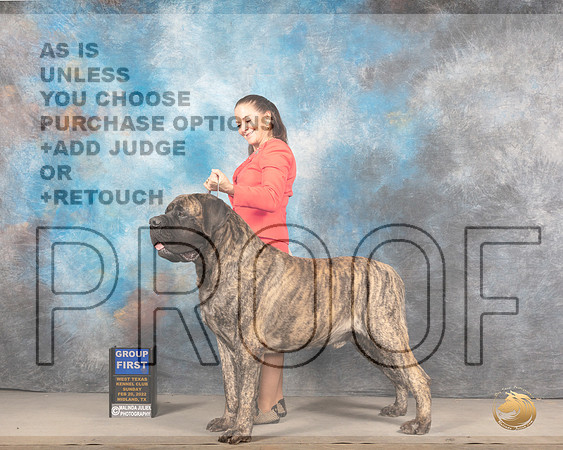 Mastiff #5 Sun G1 Judge Judy BrownMMJ_5796_Mdlnd2022_HR3