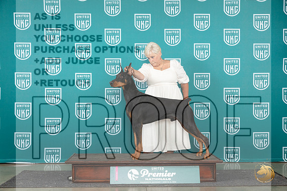 Doberman PInscher #959 Brinkx__JP_2158_Premier_2024_HR3