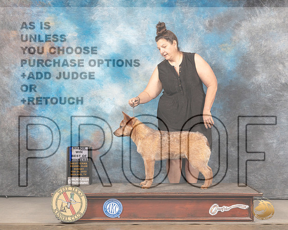 Australian Cattle Dog #5 Sun BOW Judge Judy BrownMMJ_4874_Mdlnd2022_HR3
