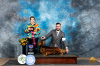 Dachshund Long Haired #15 Fri RBIS Judge Sandra Walker
