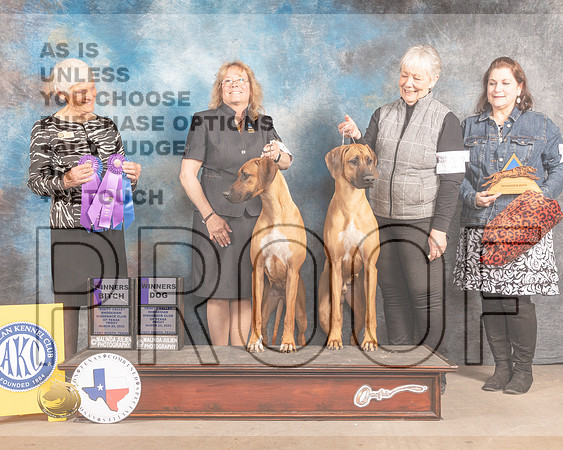 Rhodesian Ridgeback #17 & 52 Fri WD WB Judge Pluis Davern-MMJ_7233-FW2022-HR3