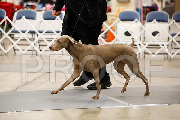 _JJ_7563-2-AddisonHuskyMar2015-HR3