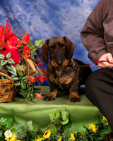 Dachshund Wirehaired Banana Sun Custom Portrait