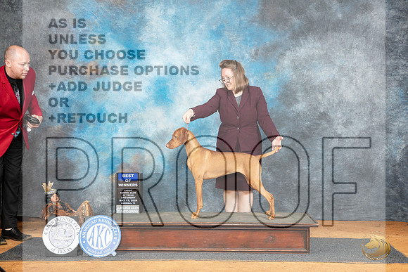 Vizsla #8 Sat BOW Judge Lisa Graser__JP_7575_MARSHALL_2024_HR3
