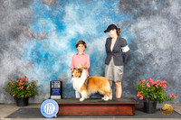 Shetland Sheepdog #15 Sat SDM Judge Polly (Mrs Robert) D Smith