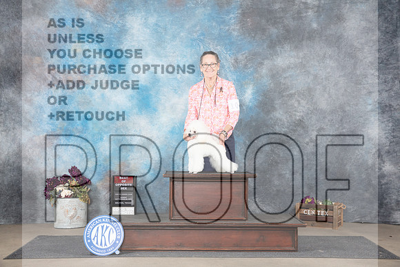 Poodle Toy #10 Sun BOS Judge Sulie Greendale-Paveza__JP_7854_Belton_2024_HR3