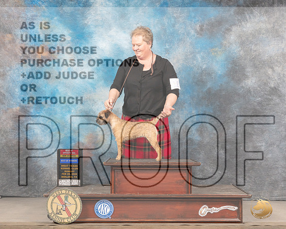 Border Terrier #12 Sun BOSBWWB Judge Gary AndersenMMJ_5475_Mdlnd2022_HR3
