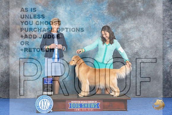 Golden Retriever #40 WED BOW Judge Ellen Hardin__JP_6950_Houston_2024_HR3