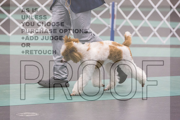 Poodle Std MC Ring Sat_JJL_8726_UKCLNGVIEWOCT2024_2024_HR3