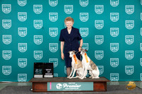 Whippets #69 86 card