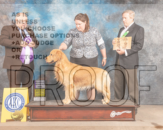 Golden Retriever #69 Fri RWD Judge Gordon Hayburn-MMJ_7479-FW2022-HR3