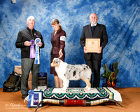 Australian Shepherd #16 Fri BOW +A1