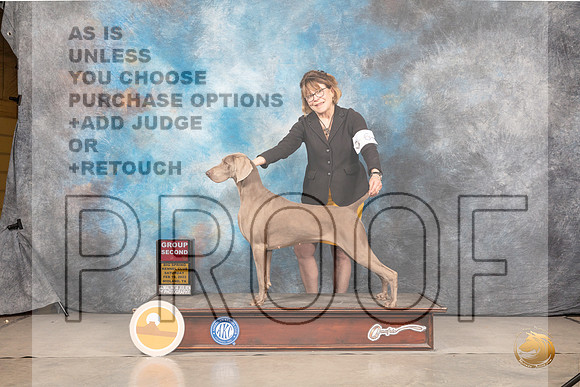 Weimaraner #6 Sat G2 Judge Gary AndersenMMJ_4749_Mdlnd2022_HR3