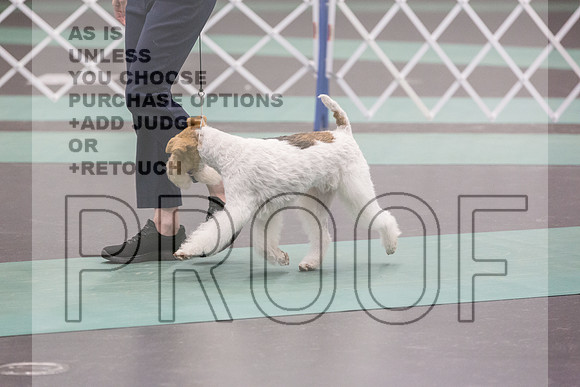 Wire Fox Terrier Sat Rings_JJL_0246_UKCLNGVIEWOCT2024_2024_HR3