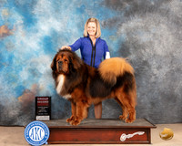Tibetan Mastiff #5 Sat G2 Judge Peggy McIlwaine