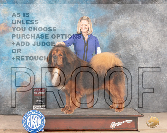 Tibetan Mastiff #5 Sat G2 Judge Peggy McIlwaine-MMJ_4214-Abilene2022-HR3