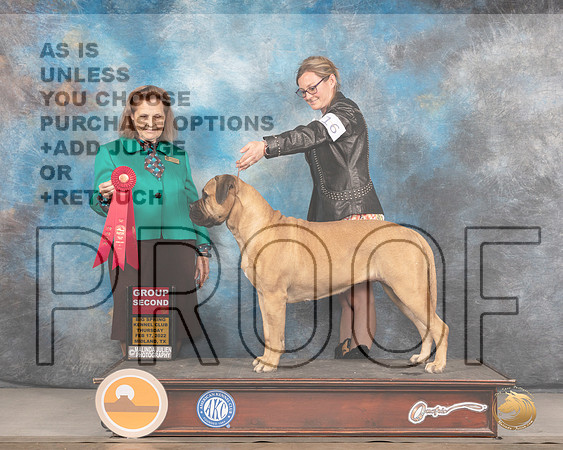 Bullmastiff #16 Thurs G2 Judge Donnelle RichardsMMJ_2480_Mdlnd2022_HR3