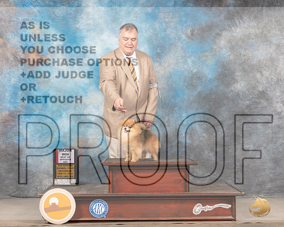 Pomeranian #8 Sat BOS Judge Linda ClarkMMJ_4357_Mdlnd2022_HR3