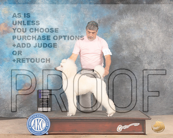 Poodle Std #15 Sun WD Judge Pat Trotter-MMJ_4853-Abilene2022-HR3