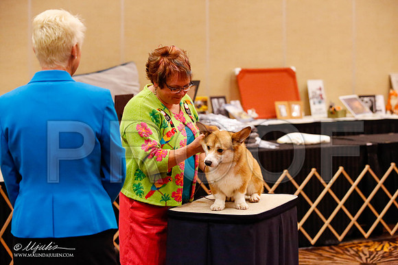 _JJ_8490-HstnCorgiFeb2015-HR3