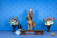 Cane Corso #15 FRI ED BOW M Judge Ronald Freeman
