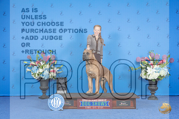 Cane Corso #15 FRI ED BOW M Judge Ronald Freeman__JP_9486_Houston_2024_HR3