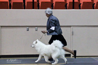 Samoyeds Sat Big Spring May 2012