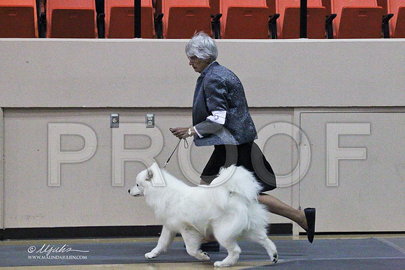 Samoyeds-2578LR