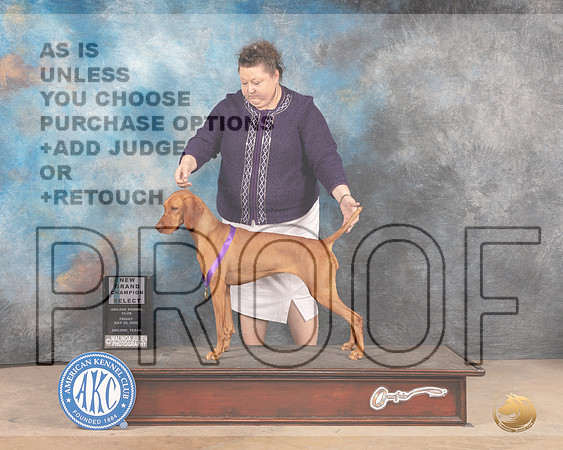 Vizsla #8 Sat SBGCh Judge Eric Liebes-MMJ_3951-Abilene2022-HR3
