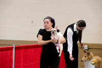French Bulldog #? Ringside Sat