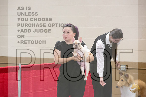 French Bulldog # Ringside Sat_JJL_3937_LongviewTX_2024_HR3