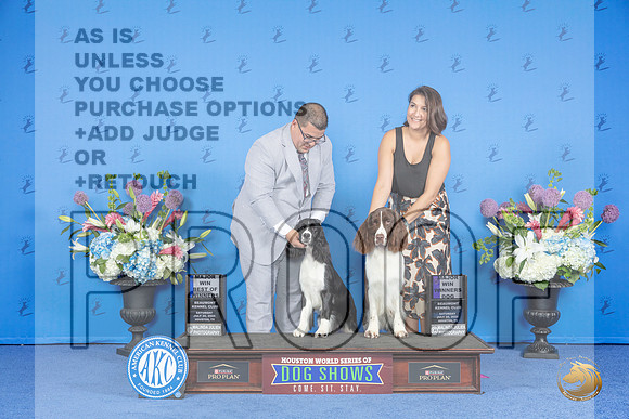 Springer Spaniel #5 #6 SAT WD M WB BOW M Judge Ronald Freeman__JP_9876_Houston_2024_HR3