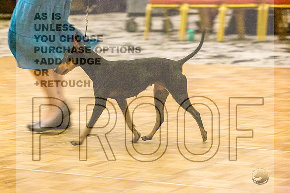 Manchester Terrier MTOY Candids-JJL_2134-Hstn2022_HR3