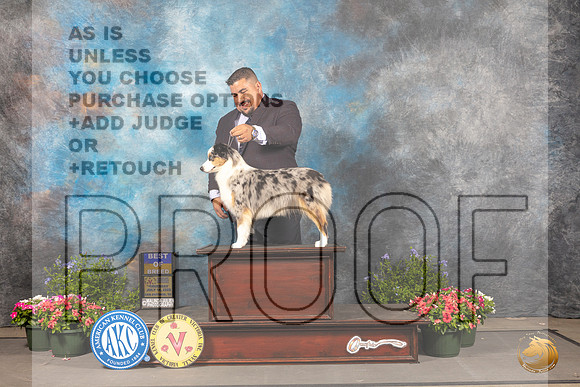 Miniature American Shepherd #10 Thur BOB Judge Jan Paulk_MJ_0015_SA_2022_HR3