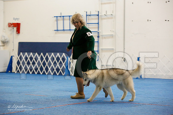 _M3_8154-AddisonHuskyMar2015-HR3