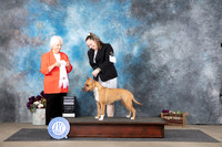 American Staffordshire Terrier #8 Sat G4 Judge Gloria Kerr